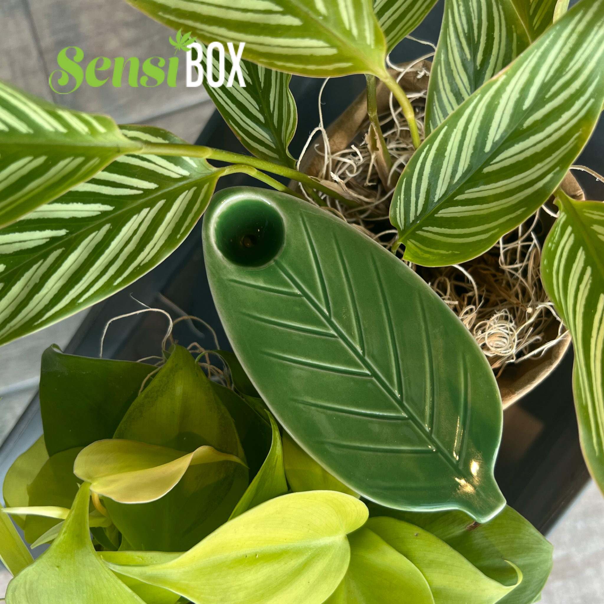 A close-up shot of the Leaf Pipe, resembling a curled leaf with a textured surface, set against a dark, blurry background. A close-up shot of the Leaf Pipe, resembling a curled leaf with a textured surface, set against a dark, blurry background.