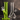 Straight Tube vs Beaker Bong: Which Rips Better?