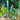 Prism Monstera Tall Beaker