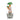 Hemper Hemper Bonsai Glass Water Pipe