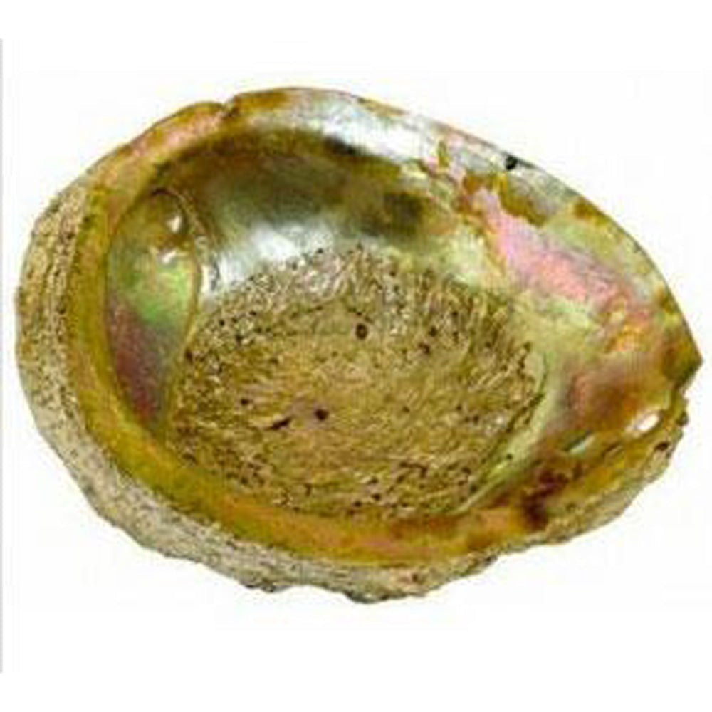 Large Abalone Shell Ashtray