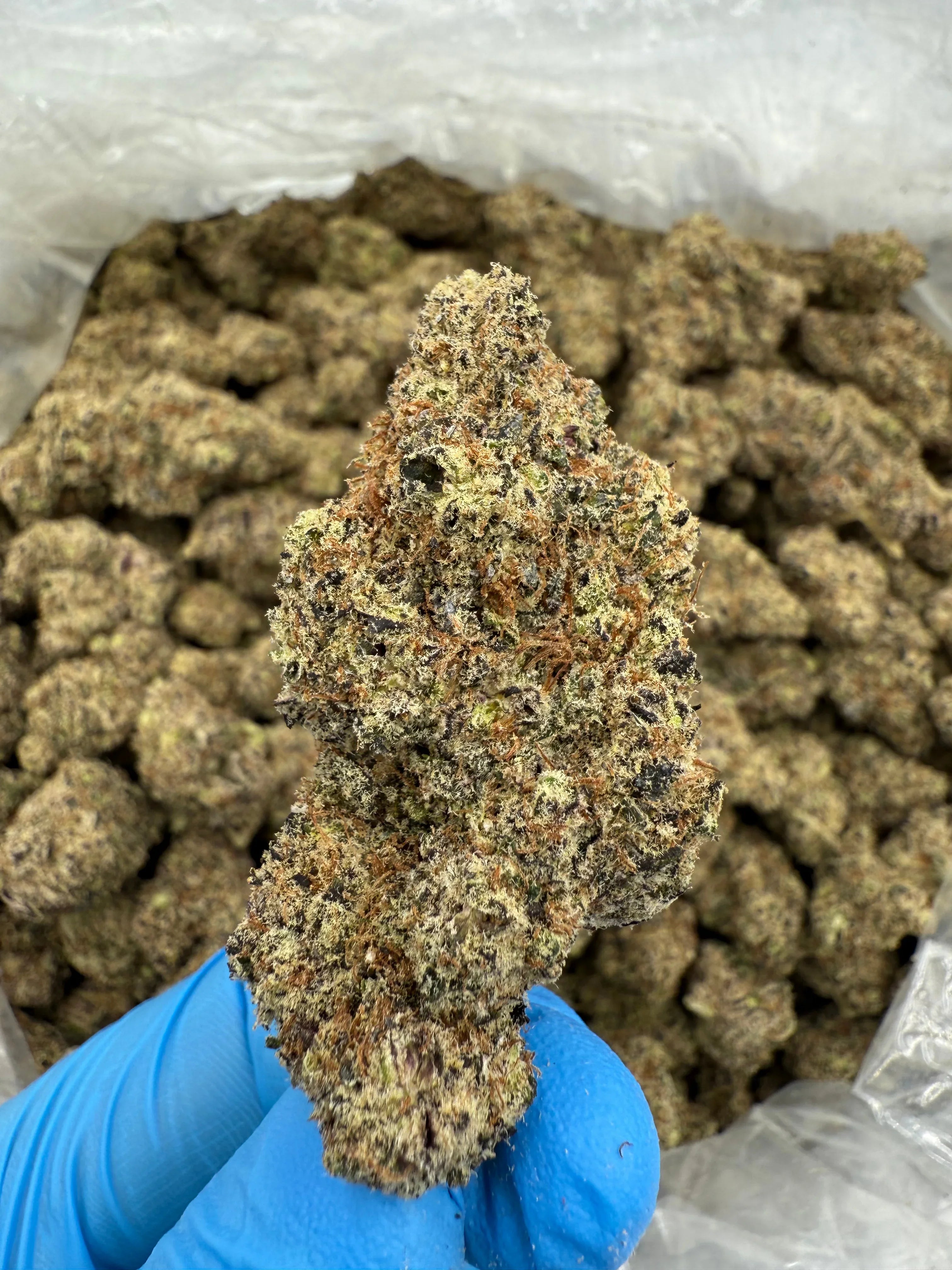 Stoner Lizard Burger THCA Flower - Stoner Exotic