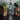 A front view of the Freeze Pipe Tornado, a clear glass pipe displayed against a dark background with lush greenery.